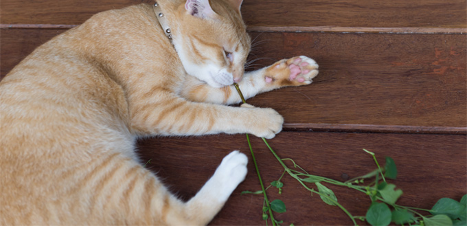 catnip for cats