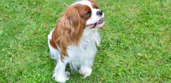 cavalier king charles spaniel dog