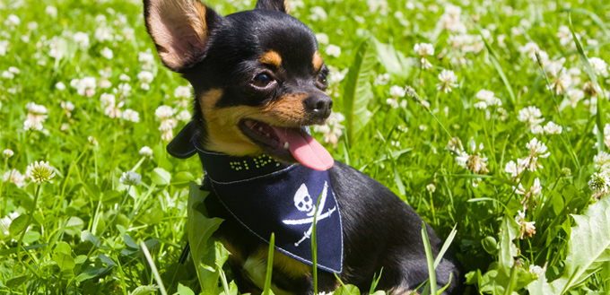 chihuahua emotional support breed