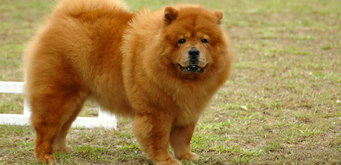 chow chow dog