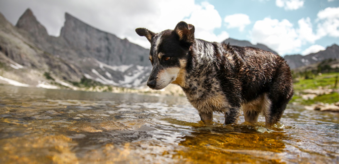 cleaning up while hiking with a dog