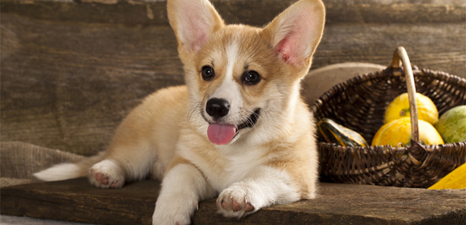 corgi emotional support breed