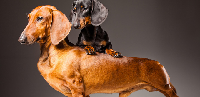 dachshund emotional support breed