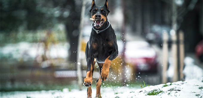 doberman pinscher muscular breed