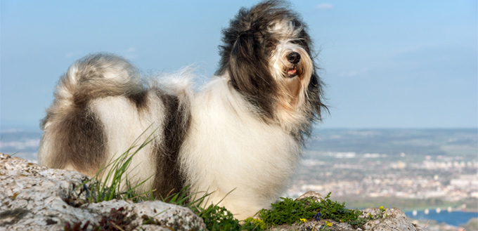 dog and the breeze