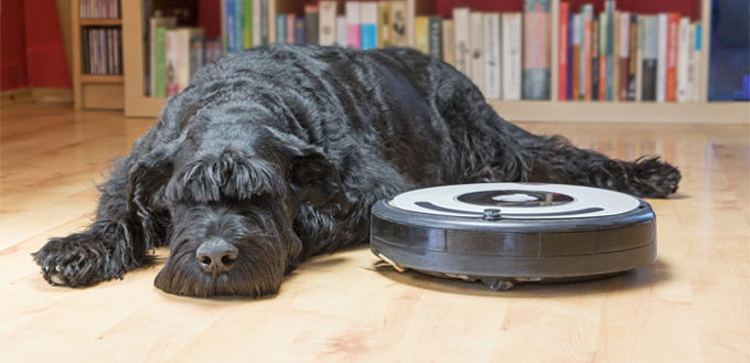 dog and vacuum cleaner