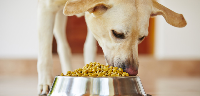 dog bland diet