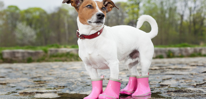 dog boots