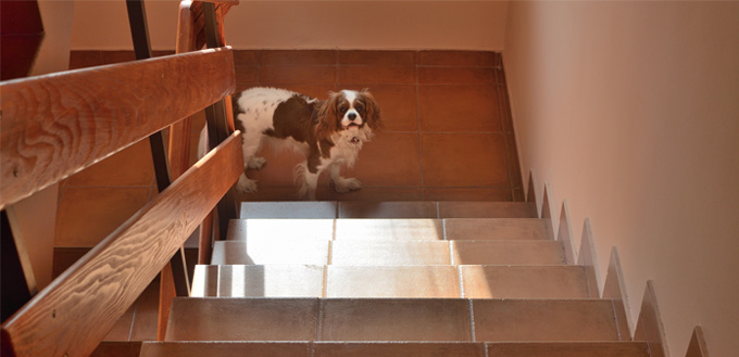 dog exercising on the stairs