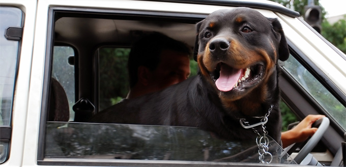 dog with his head out of the car window