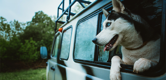 dog in the car parked under a tree shade