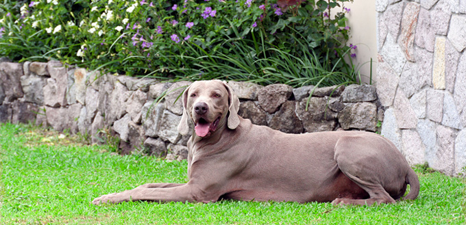 dog in the yard