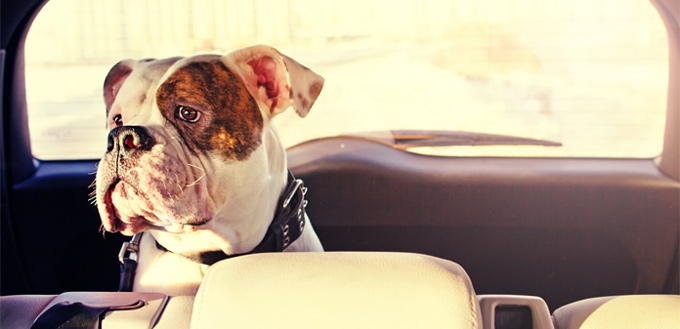 dog left alone in car