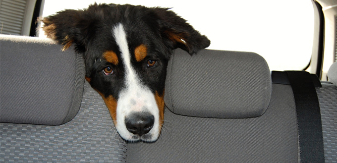 dog left in car alone