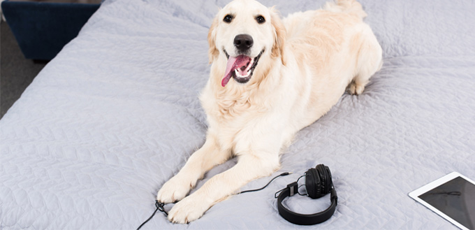 dog on the bed