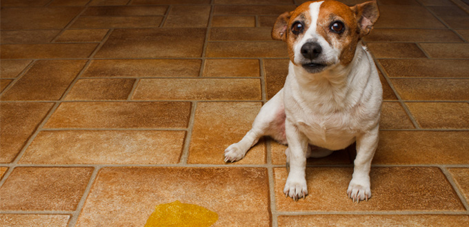 dog on the kitchen tiles