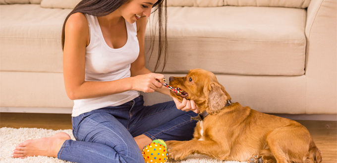 dog playing with engaging toys