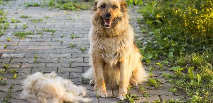 dog shedding