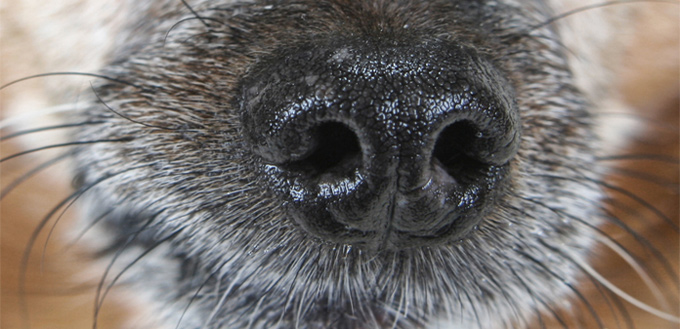 dog wet nose