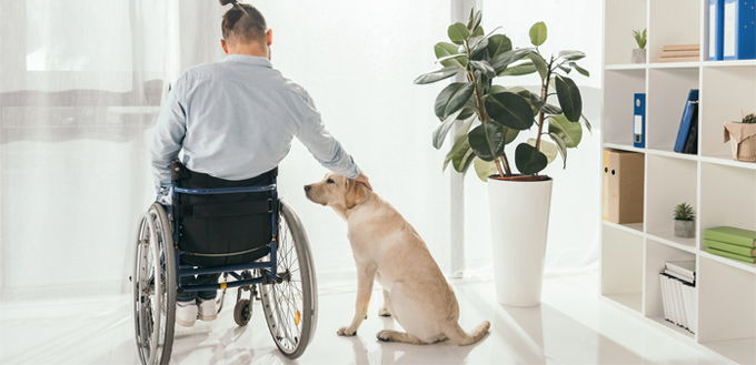 dog with disabled family member