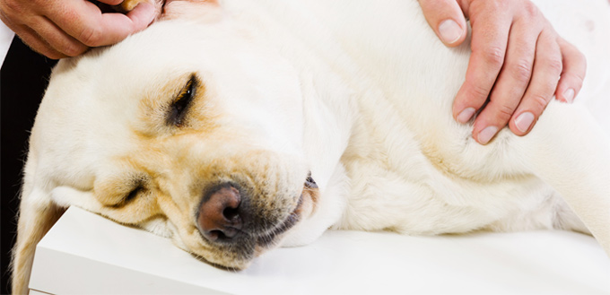 dog with mastocytoma