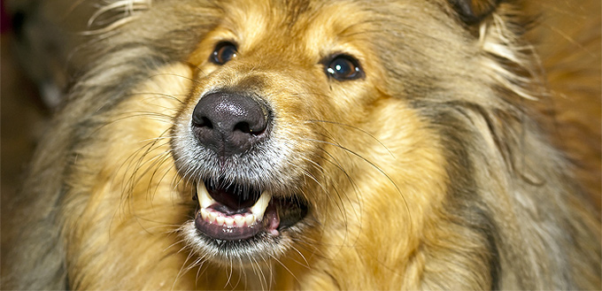 dog with whiskers