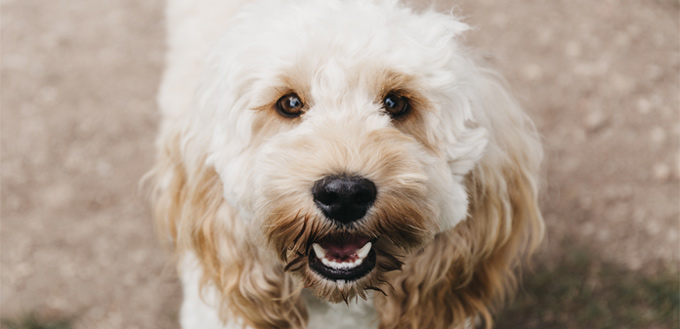 dog's broken tooth