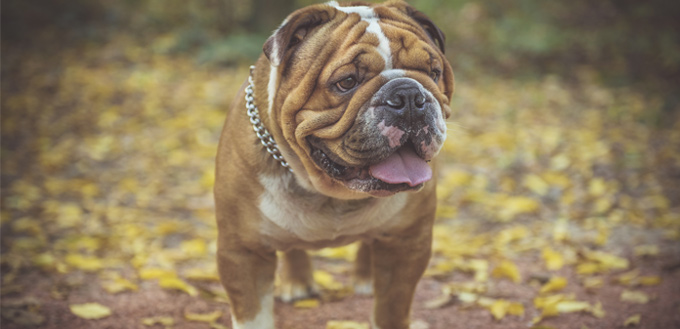 english bulldog dog