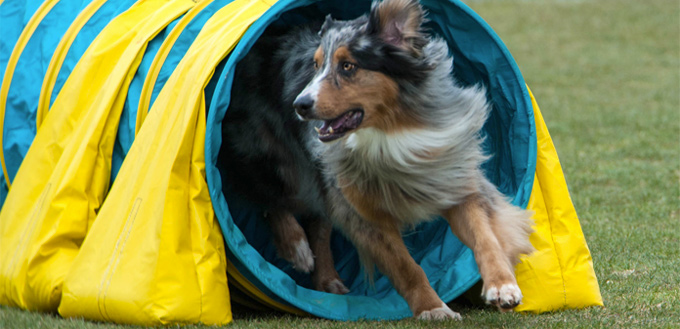 exercising dog obstacles at home