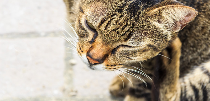 feline with mange