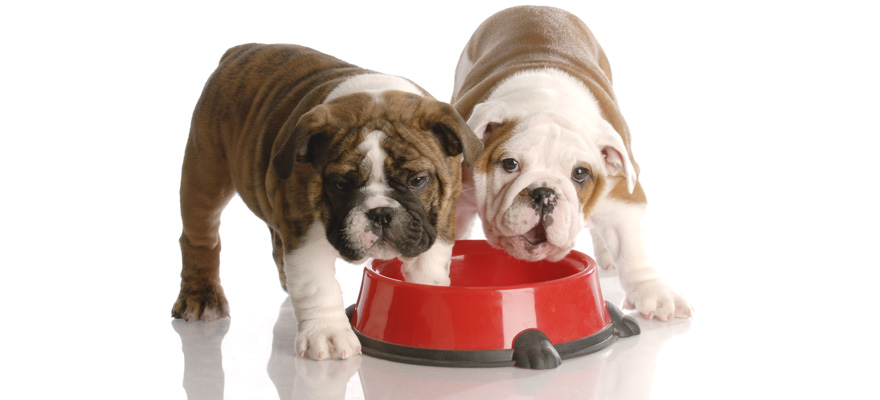 Best Food For Diabetic Dogs Review Buying Guide In 2019 best-food-for-diabetic-dogs-review-buying-guide-in-2019