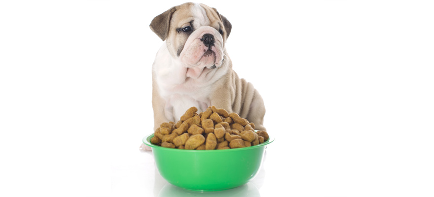 Best Dog Food Toppers Best Dog Food Toppers