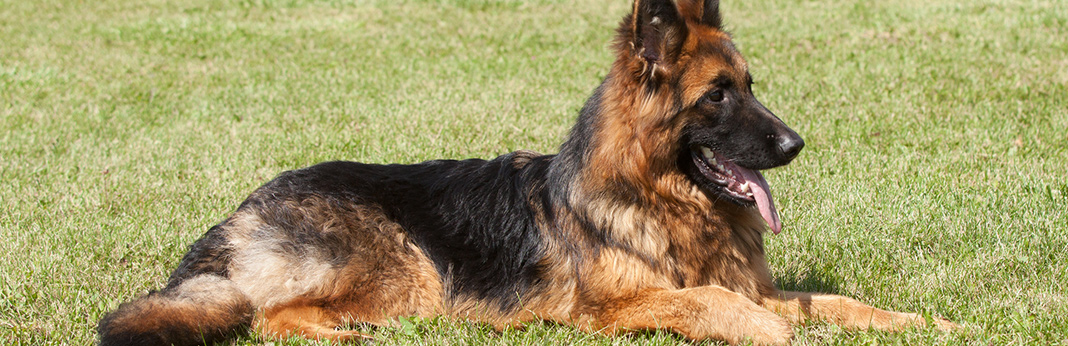 german shepherd breed facts