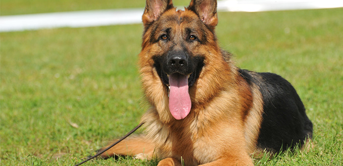 german shepherd