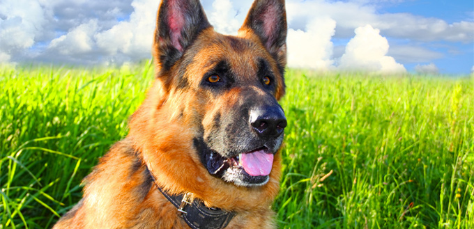 german shepherd emotional support breed