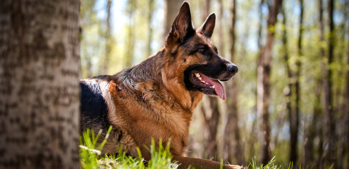 german shepherd