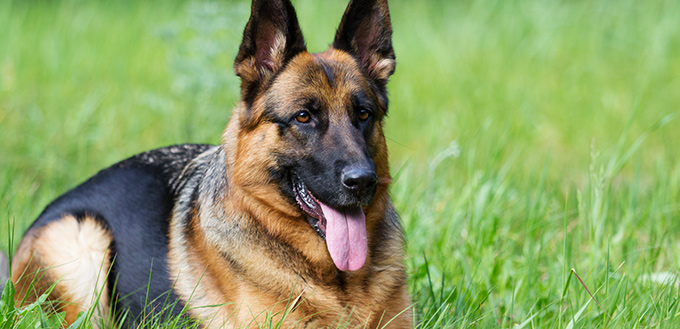 german shepherd