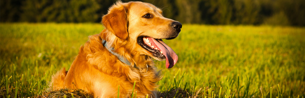 golden retriever - breed facts and temperament