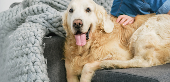 golden retriever emotional support breed