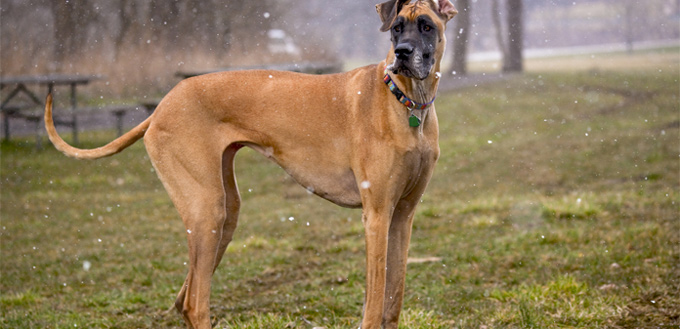 great dane breed temperament