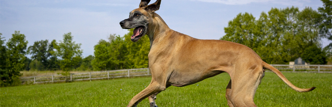 great dane - breed facts and temperament