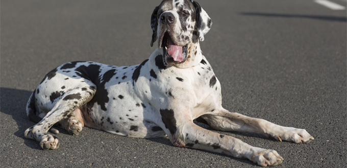 great dane breed facts