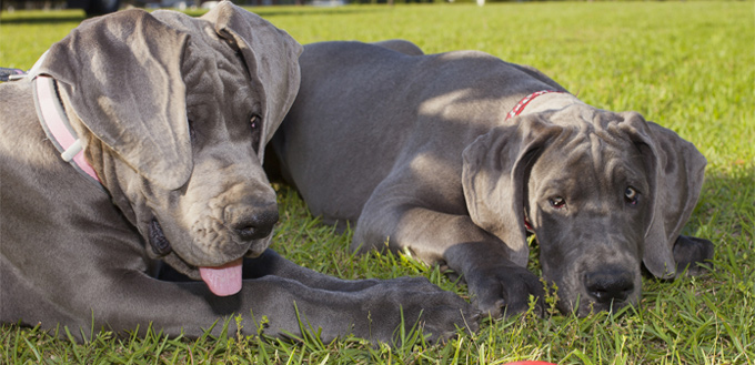 great danes on the grass