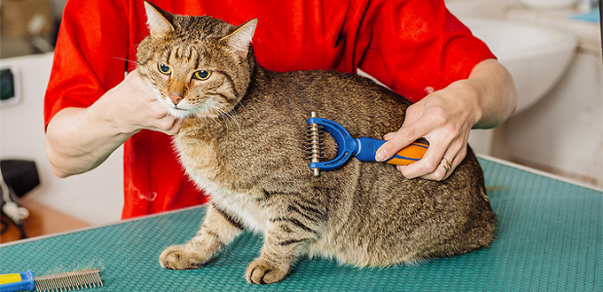 groomed cat