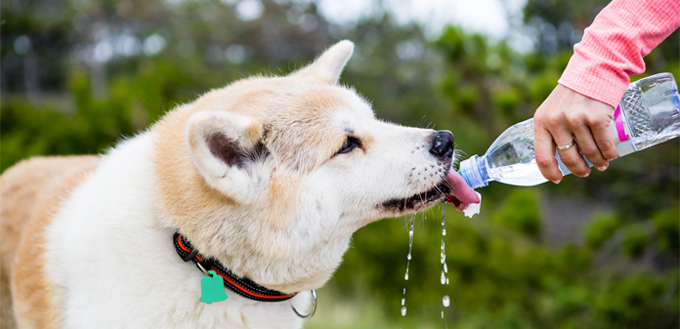 hidrate your dog while hiking