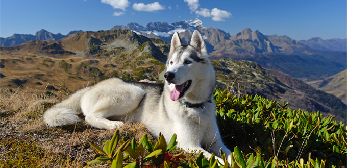 hiking dogs