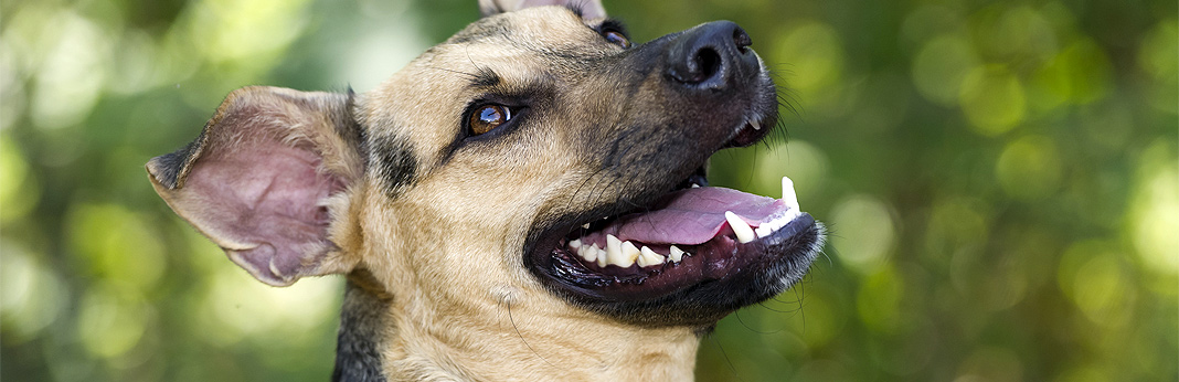 how to treat a broken tooth in dogs