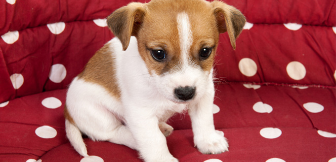 how to wash dog's bed