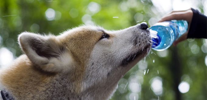 hydration for dogs left in car