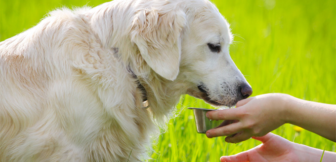 icy treats for dogs